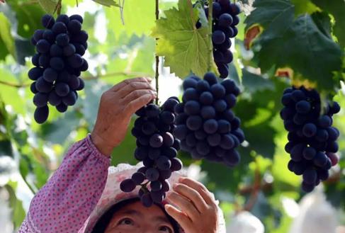 正宗葡萄酒做法视频教程,三分钟了解葡萄酒的酿造全过程