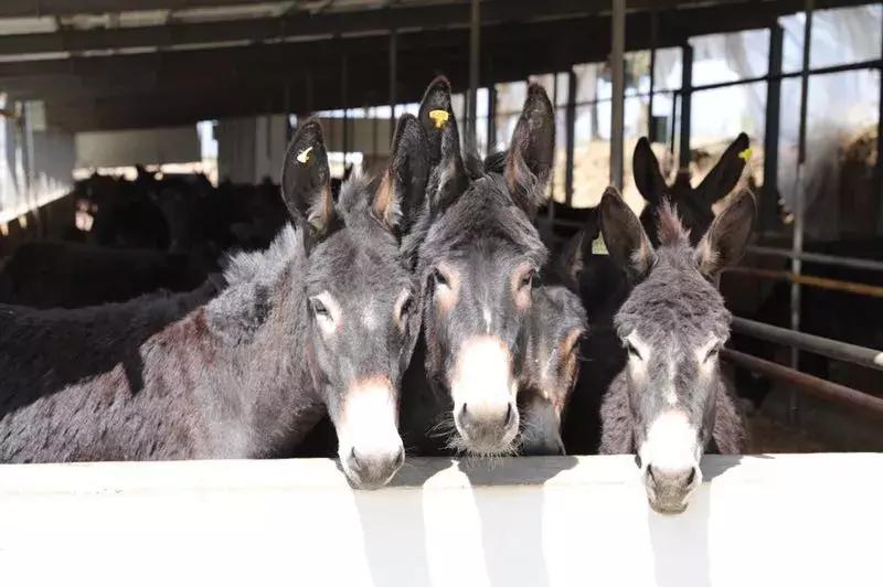 【咸阳日报社全媒体行动】长武：不等不靠不要，幸福是奋斗出来的