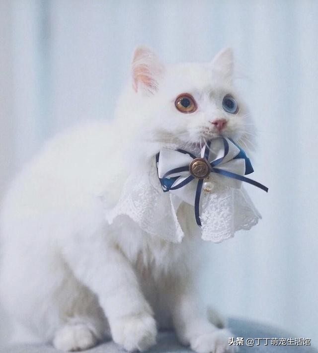 为啥现在宠物猫很多人不养,为什么现在的猫大部分不抓老鼠