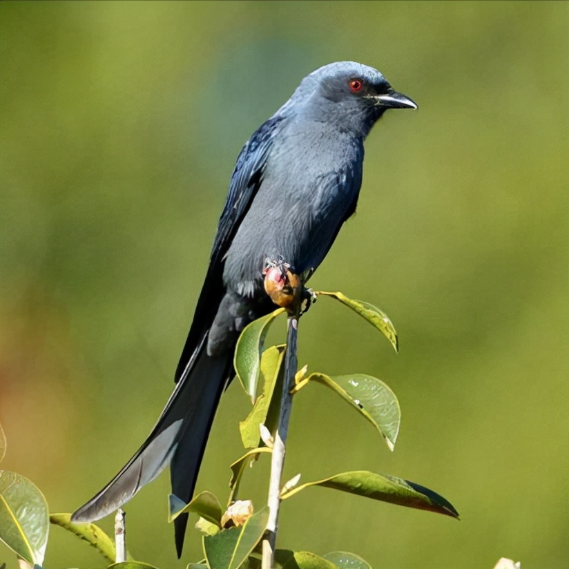 东江揽胜,惠州淡水常见鸟类图谱