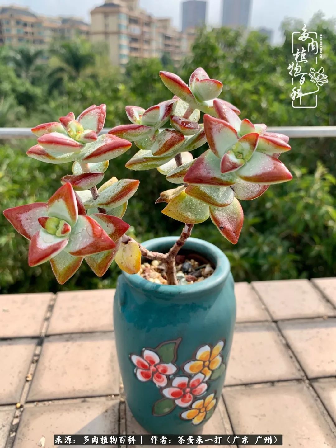 在冬日阳光下,记一个多肉小白的养肉历程