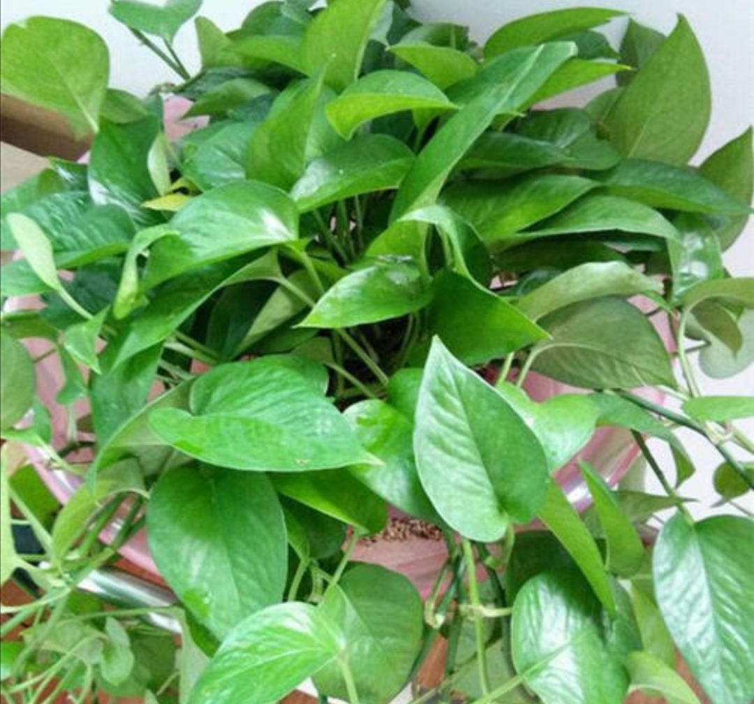 绿萝喜阴怎么养,绿萝的三大功效