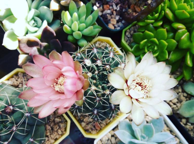 怎么给花换花盆,怎么给花换新盆