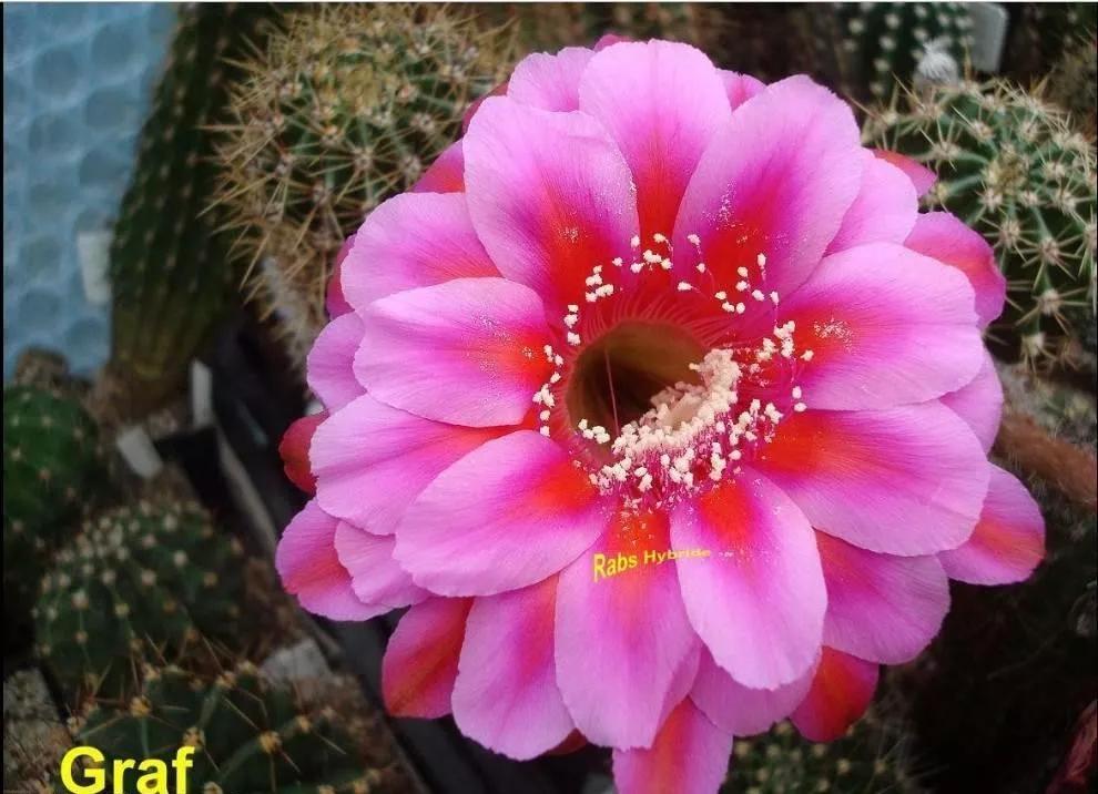 100种仙人球花图片,100种仙人球的品种视频