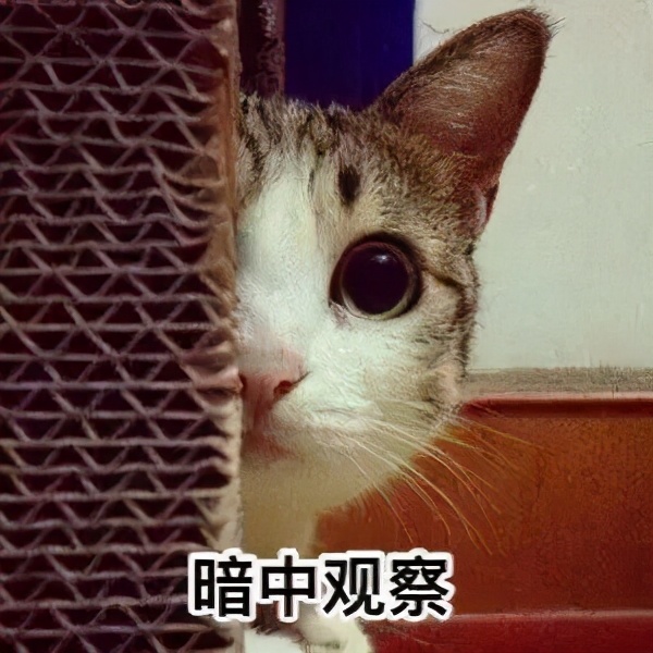 猫咪发情了怎么办?做好这几点,你也是个专业的铲屎官