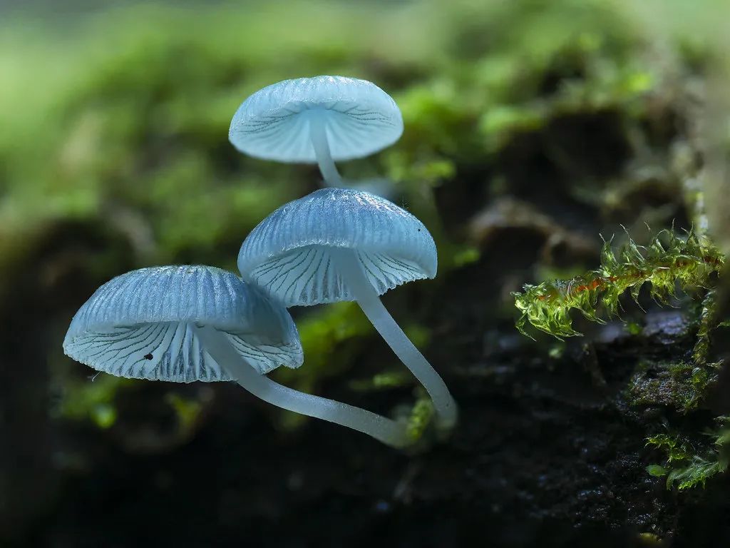 蘑菇头上有红点,蘑菇头上有小红点