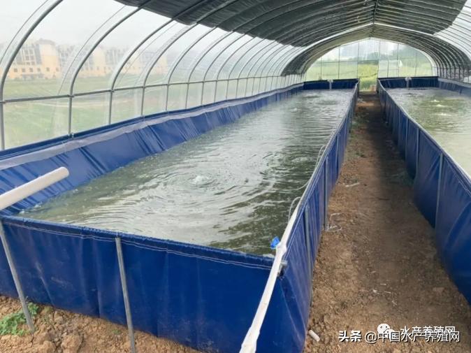 帆布池养殖要注意哪些,为什么很多人帆布池养殖都失败了