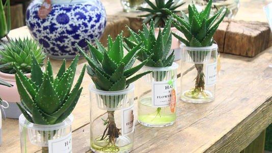 养花小妙招花黄叶怎么补救最快,花黄叶怎么补救最快