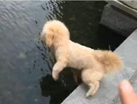 防止狗狗下水游泳的方法,狗子怕水怎么办让狗子跳下水