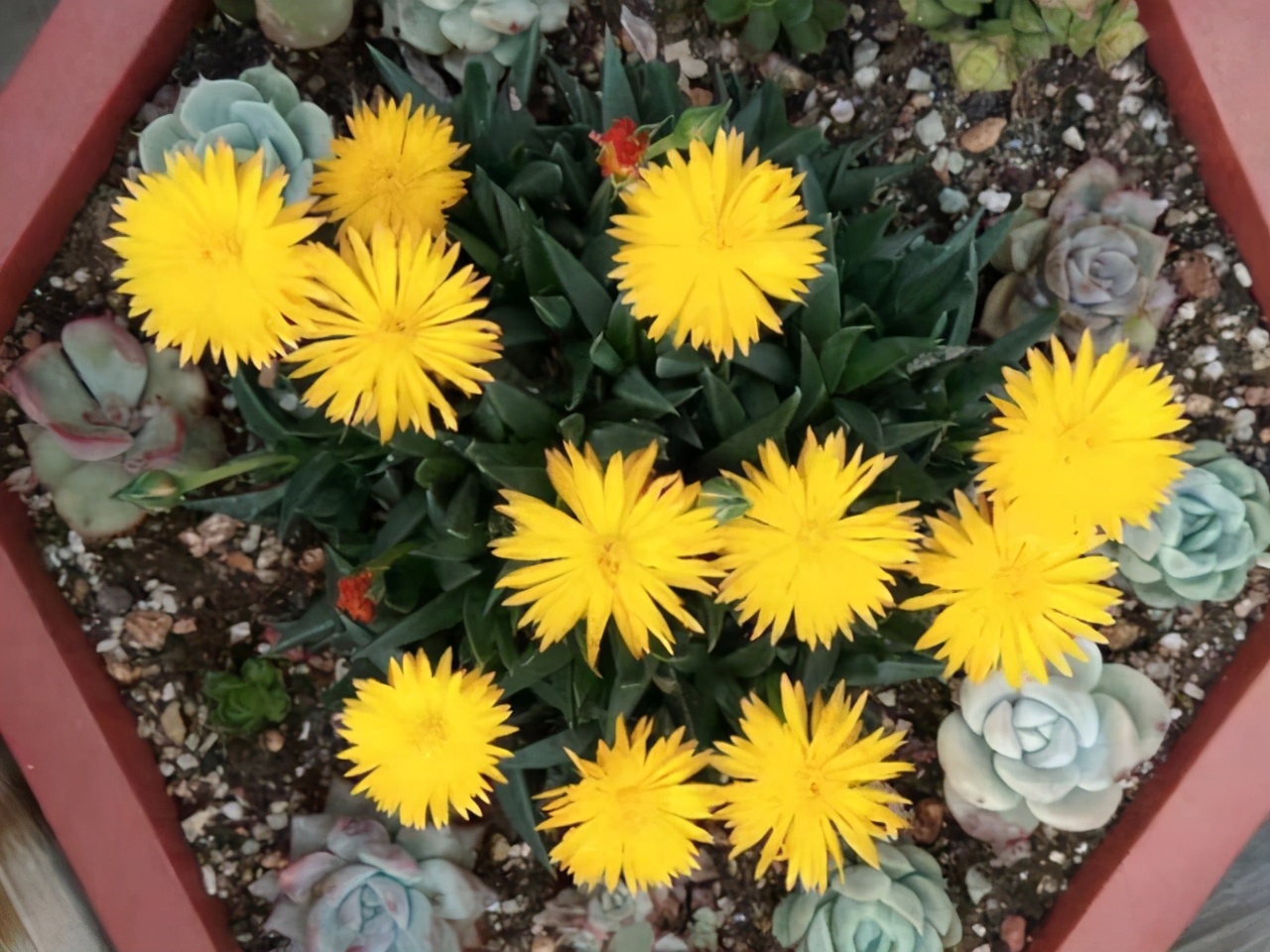 紫乐多肉开花后如何人工授粉,多肉开花怎么处理最好看