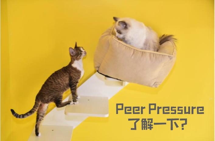 护发素能否减少白发,吃什么养发减少白发