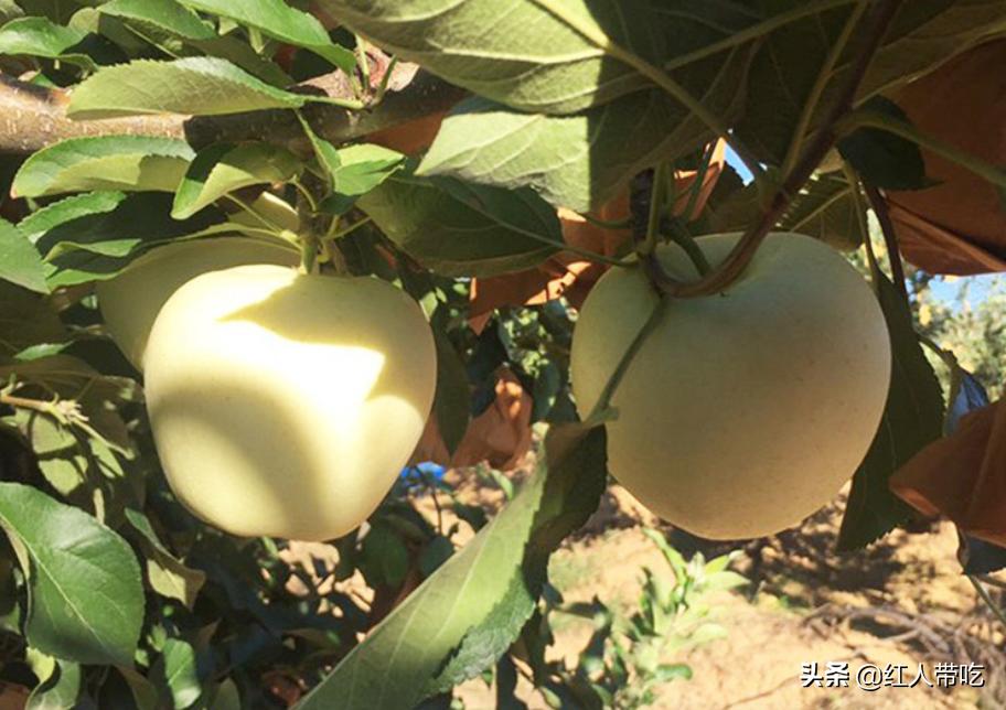 小时候吃的又黄又大的苹果,山东人小时候最爱吃的