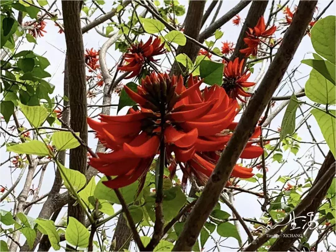 西昌春天一定不能错过的美景,不来黄山你永远不知道有多美