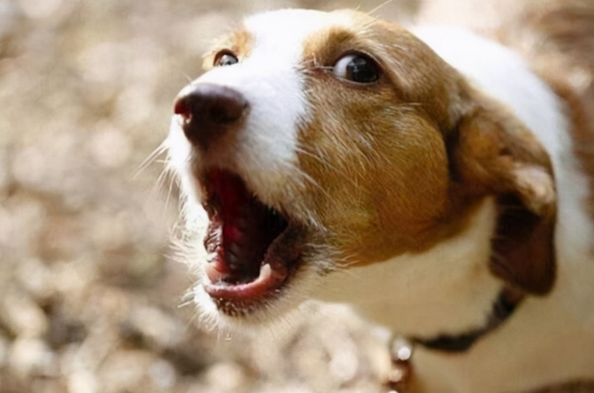 狗为什么对着没人的地方惨叫,狗会对什么朝着角落吠晚上