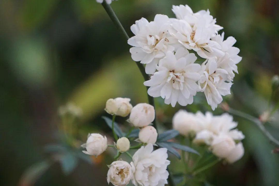 花开荼蘼散文,花开荼蘼爱未央散文