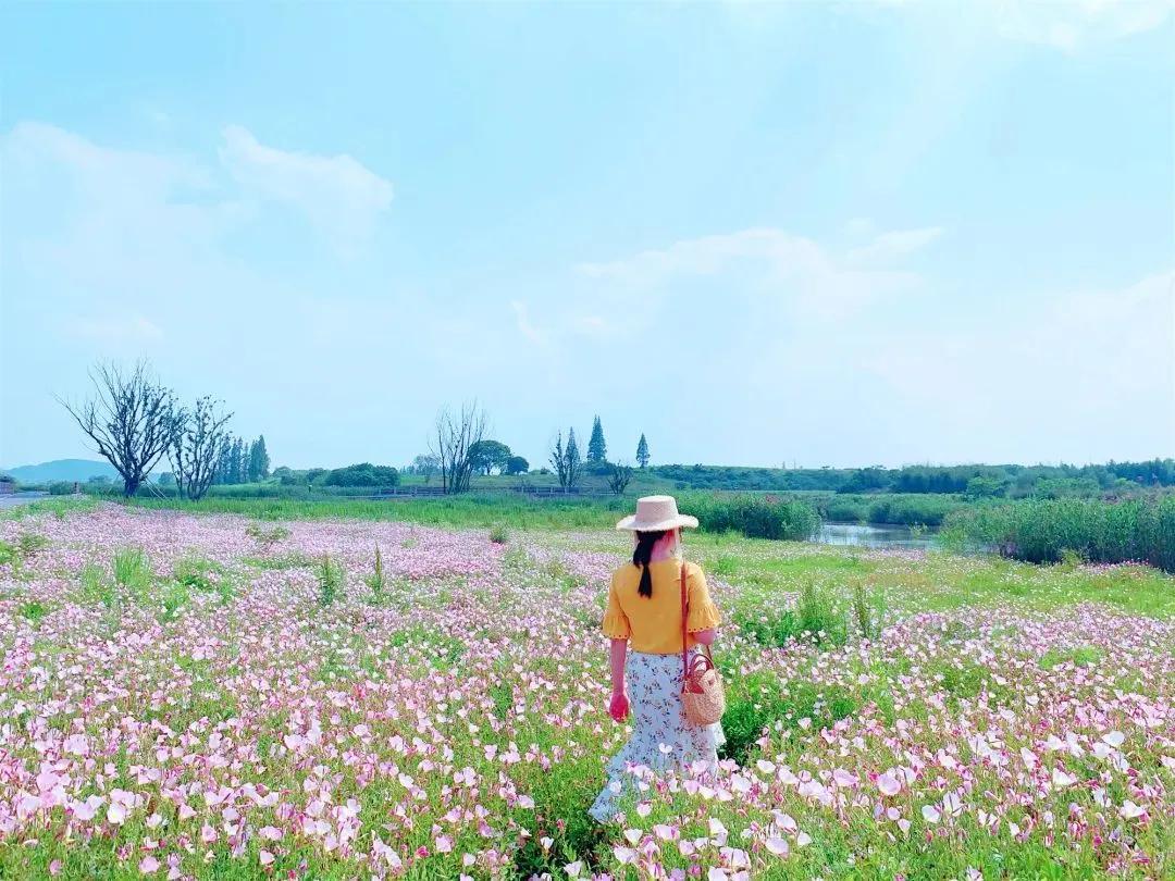 美美美！余杭七大花海组团来袭，遍地繁花好似人间仙境