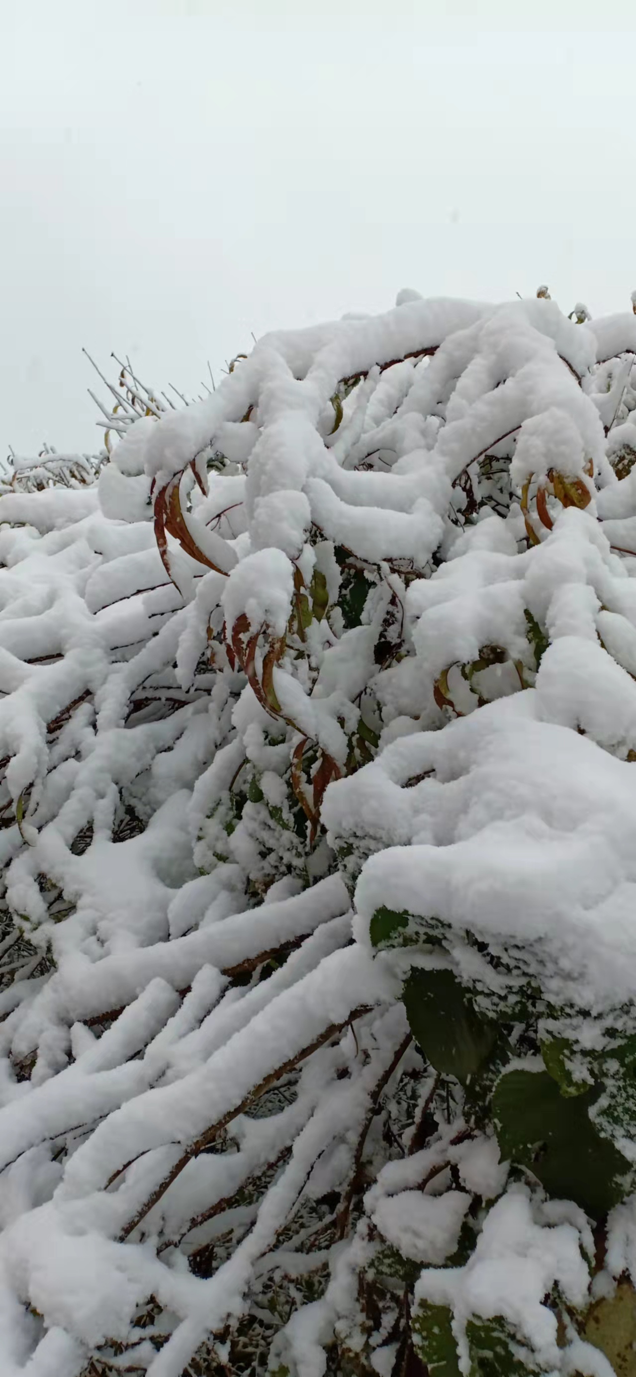 七绝立冬感怀新韵,五绝立冬感怀