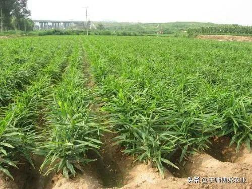 大姜在小培土前后,为什么根腐烂脖子会特别严重呢?