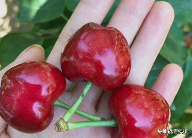 樱桃树的食心虫用什么药治,樱桃落花后用什么药防食心虫