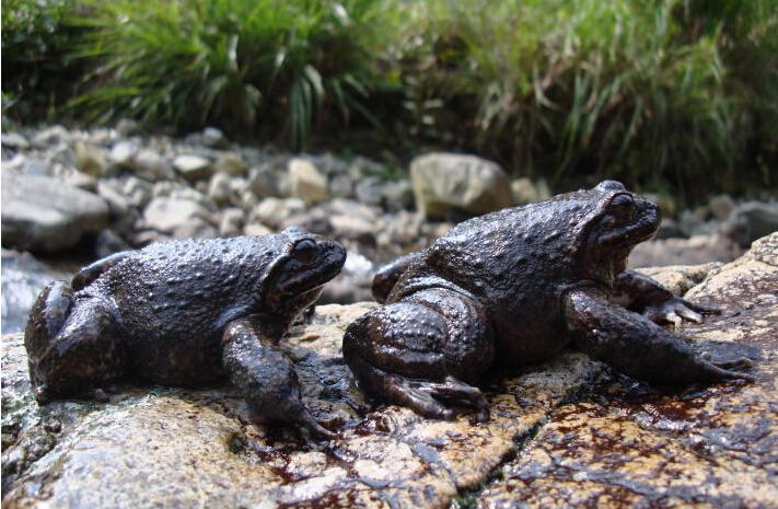 人工养殖石蛙的营养如何,石蛙可以人工养殖吗