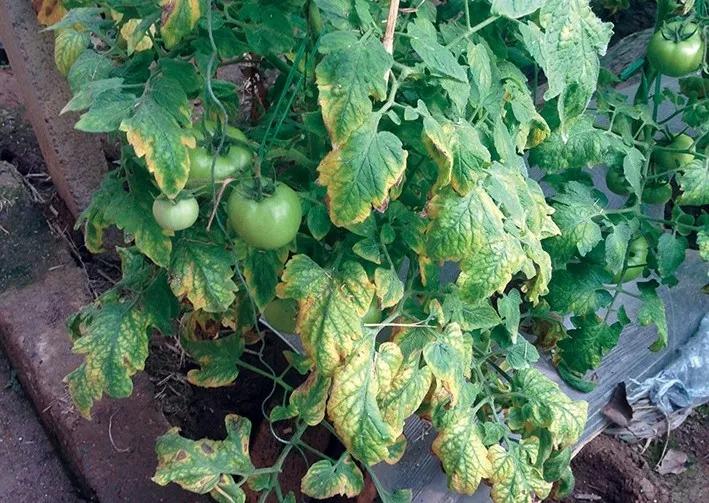 番茄萎蔫打什么药治疗,番茄植株萎蔫的原因与对症防治