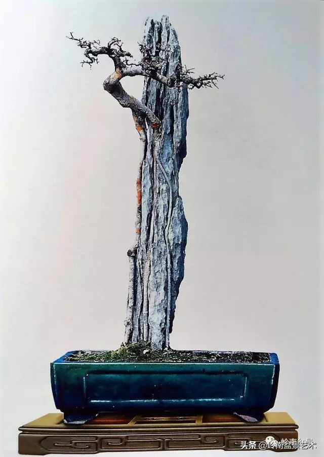 鎺㈡灊妞嶇墿,鎺㈡灊