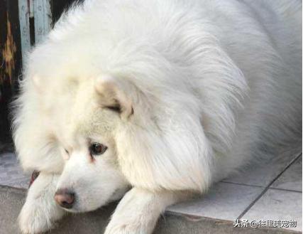 萨摩耶看着长但是矮,萨摩耶漂亮吗