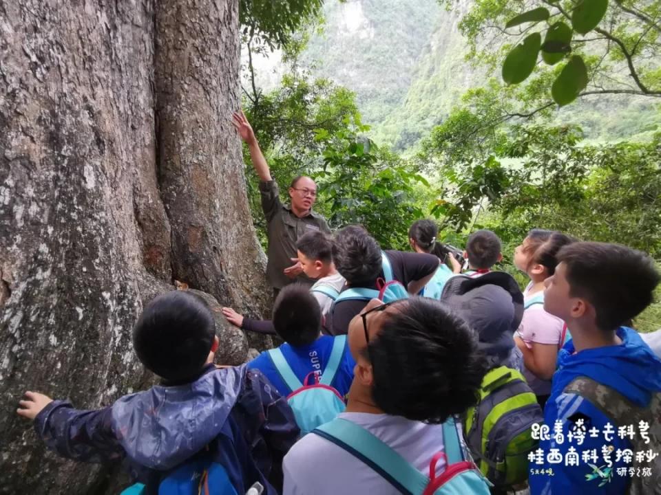 活了两千多年的“巨无霸”就在广西！昨天，他们相遇了