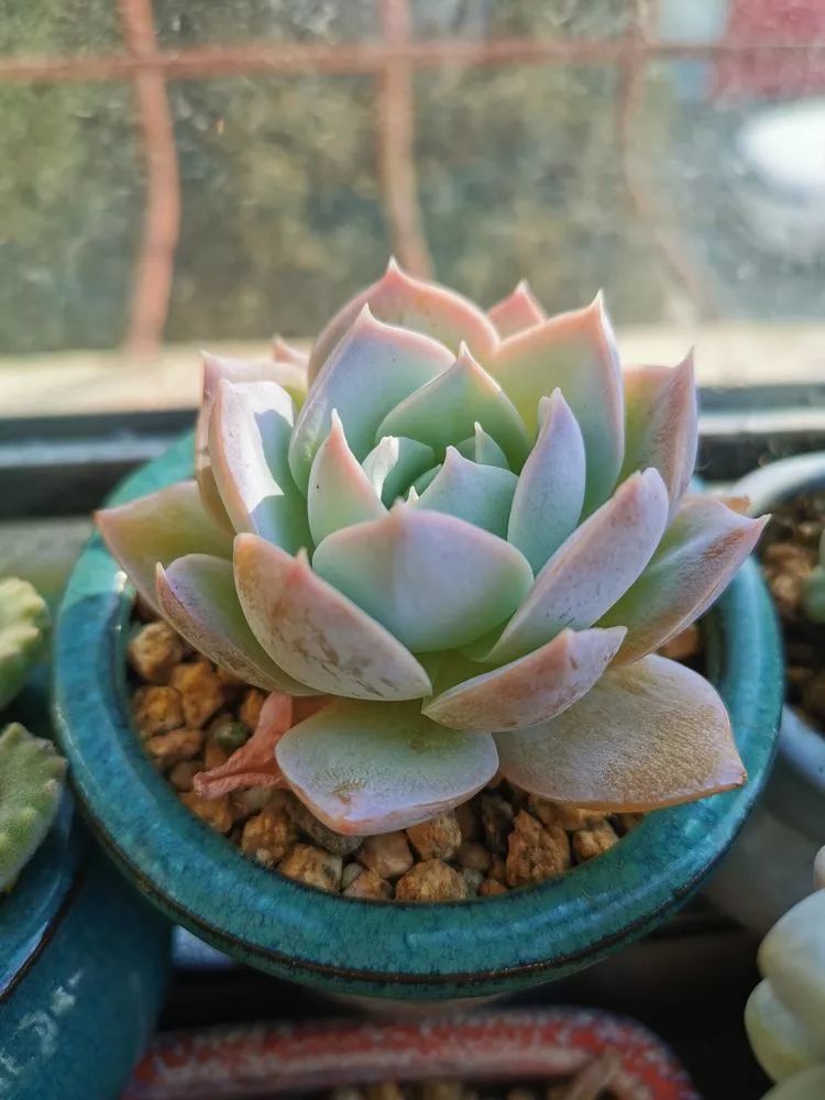 适合北方阳台党养的多肉,适合养在北阳台的多肉