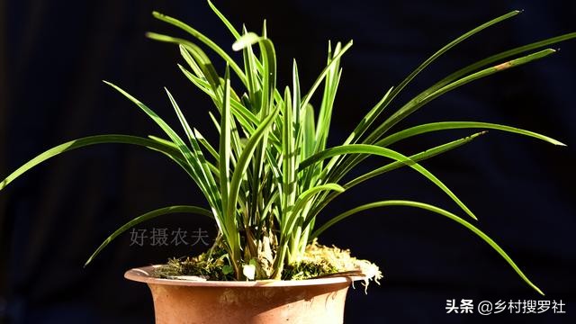 兰花换盆时根系满盆怎么分苗,兰花换盆后怎么养才能长得更好