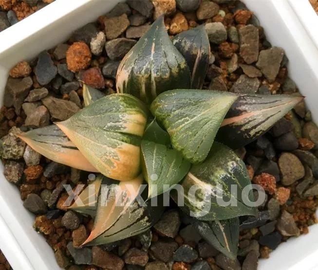 郭氏---台湾行之李瑞斌大棚及布楚礼多肉植物园游记