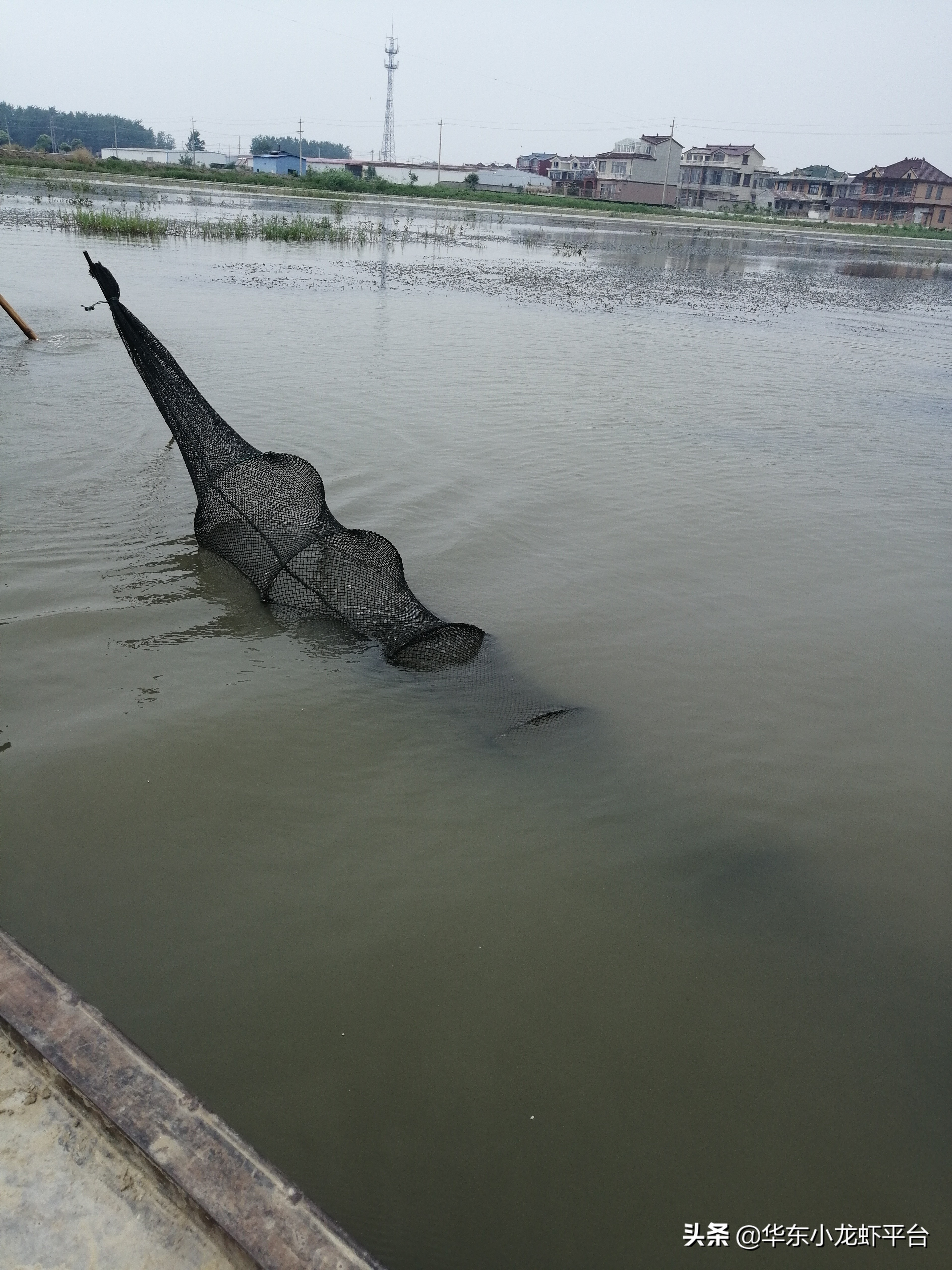 池塘养殖小龙虾高产技术要求,小龙虾养殖塘口全年养殖过程