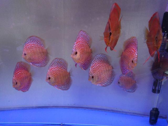 饲养观赏鱼需要哪些滤材,饲养观赏鱼时水族箱有哪些要求