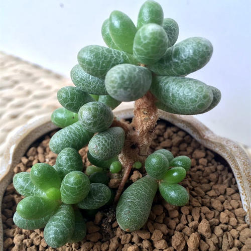 100种常见多肉植物图鉴收藏,1000种多肉植物图鉴及名字