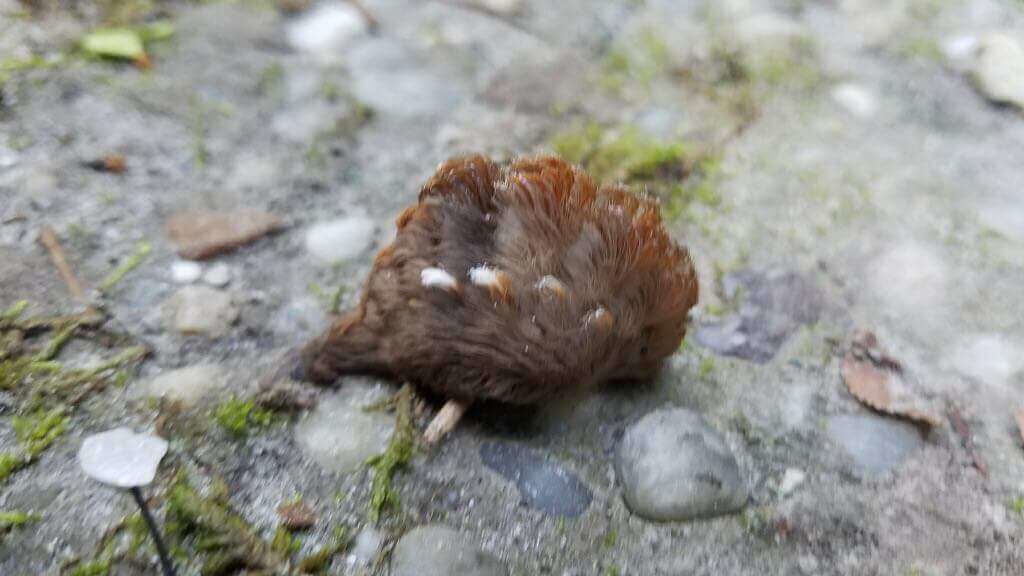 最毒的毛毛虫是哪一只,史上十大最毒毛毛虫排行榜