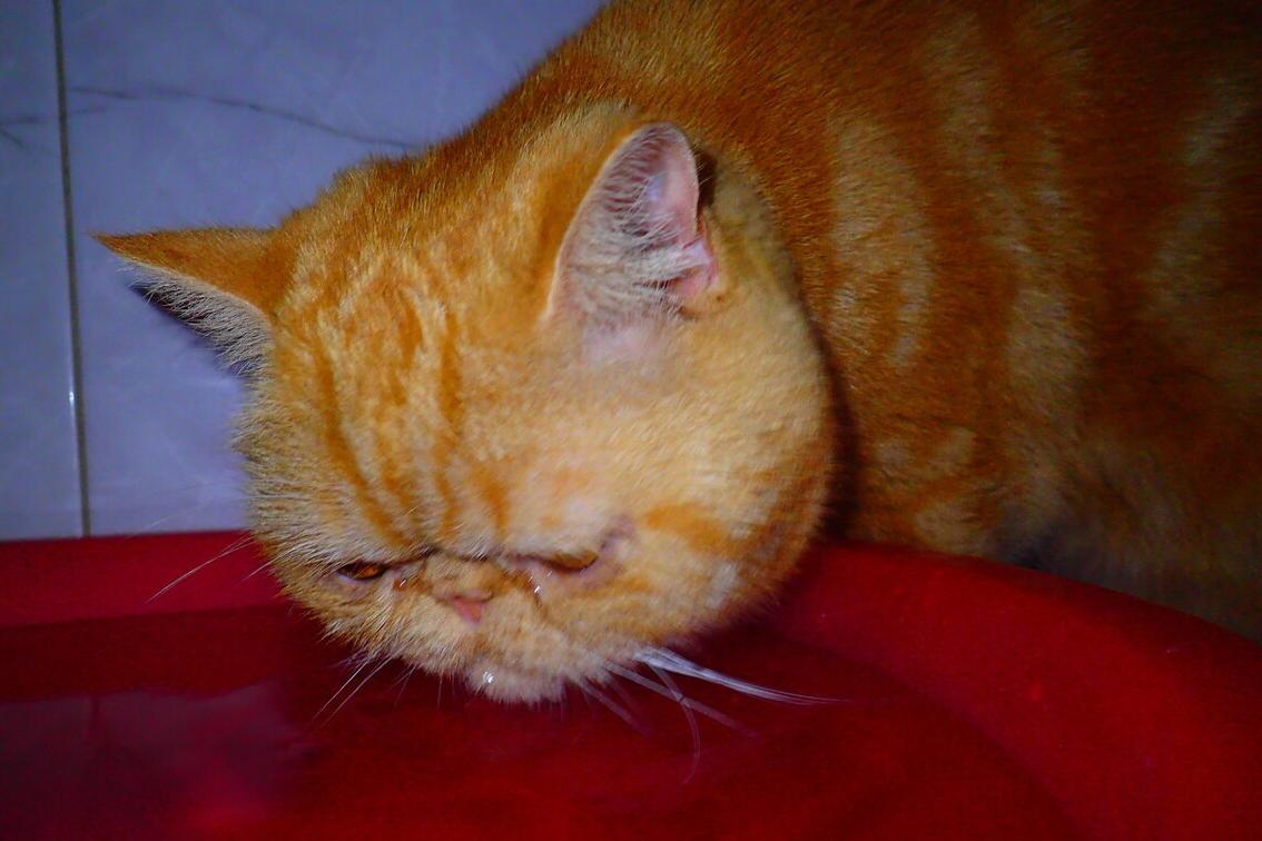 猫咪不爱喝水怎么办,猫咪不爱喝水怎么办搞笑