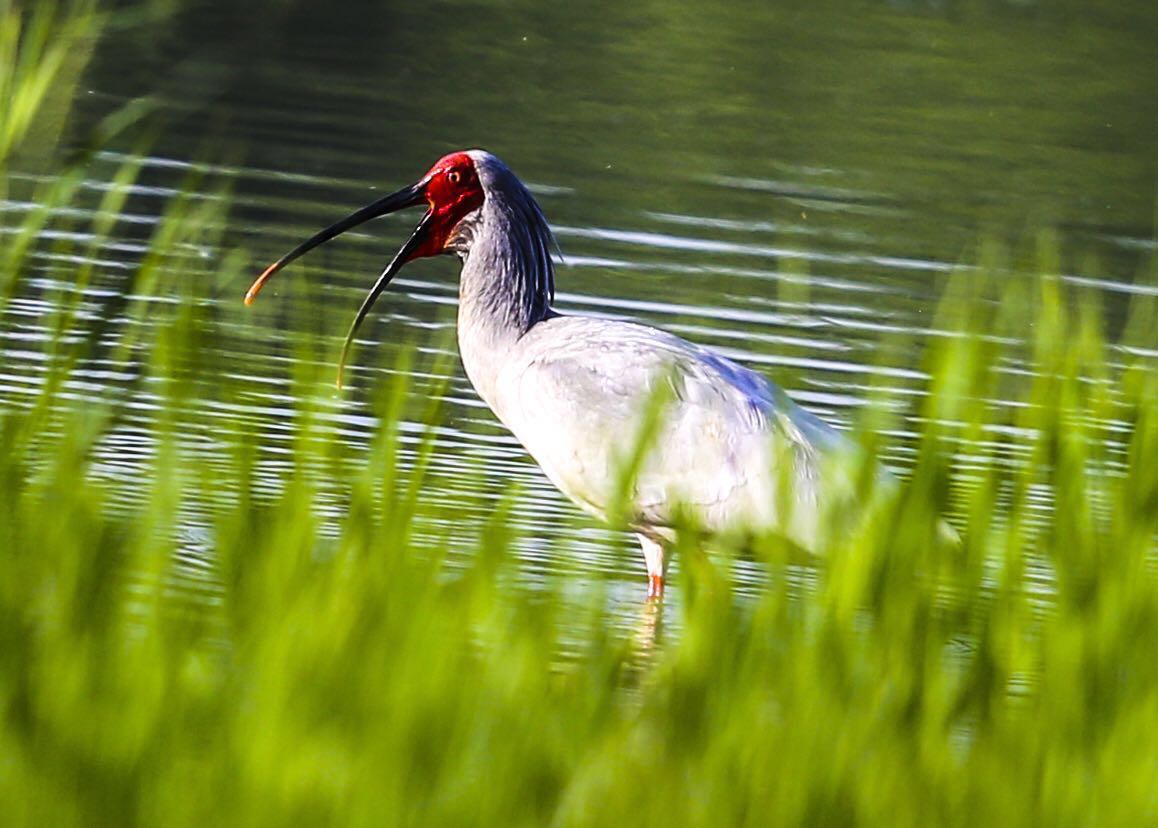 为什么美国国鸟是白头鹰,美国的国鸟和日本的国家鸟谁厉害