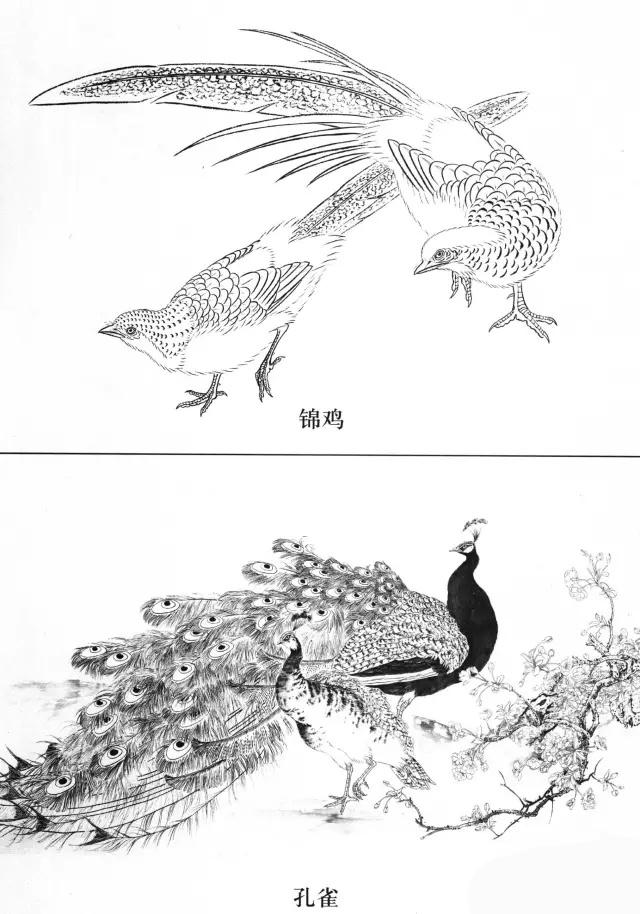 工笔画飞禽画法,工笔飞禽画谱教程
