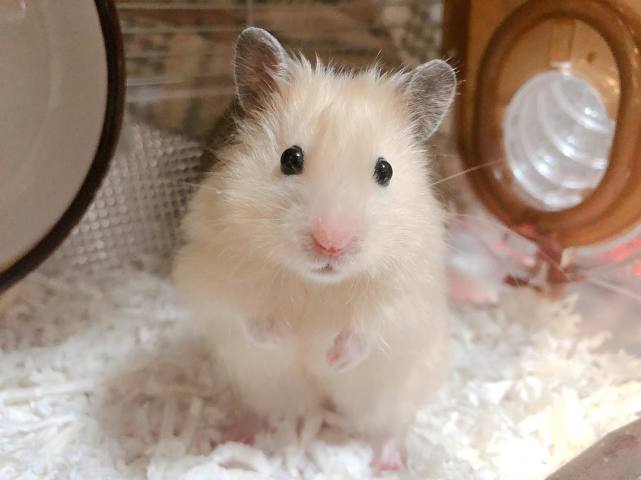 铲屎官给仓鼠吃东西,铲屎官把猫的孩子扔了