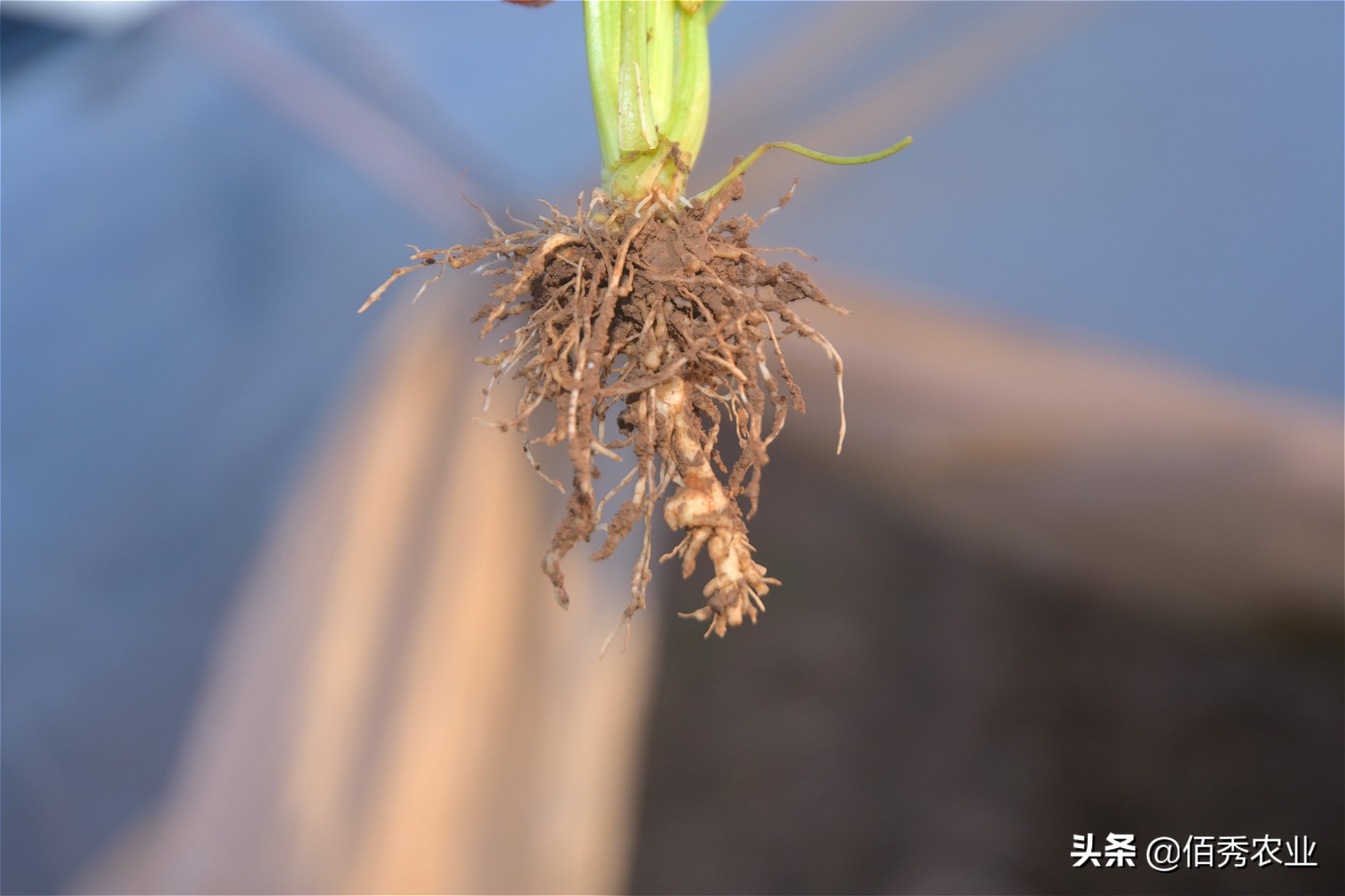 农作物根线虫怎么防,如何防治蔬菜线虫