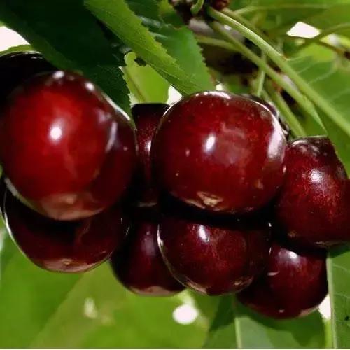 车厘子必备常识,这个季节的车厘子怎么管理