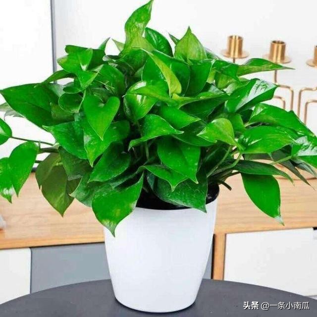 客厅适合摆放的十大植物除甲醛,除甲醛排名第一的植物是绿萝吗