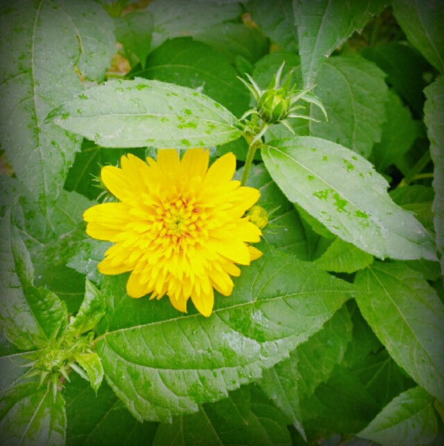 一半咖啡一半书,一半咖啡一半奶叫什么