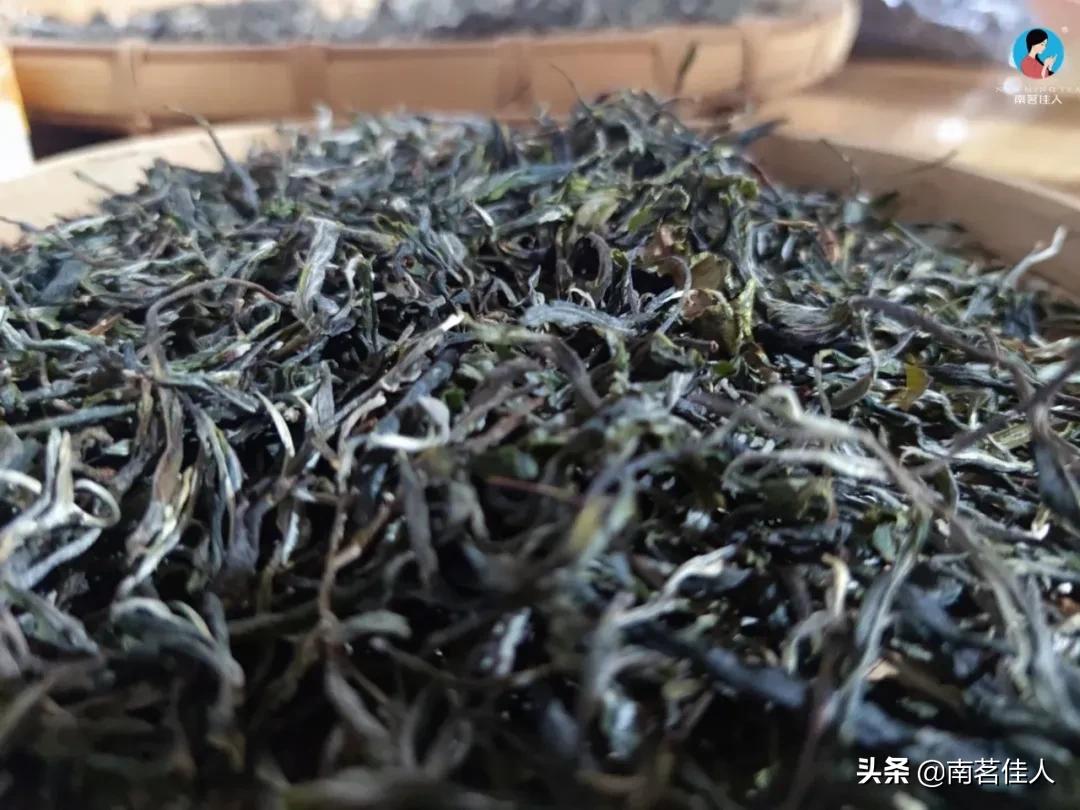 2022茶山行临沧云县,茶山行第一天