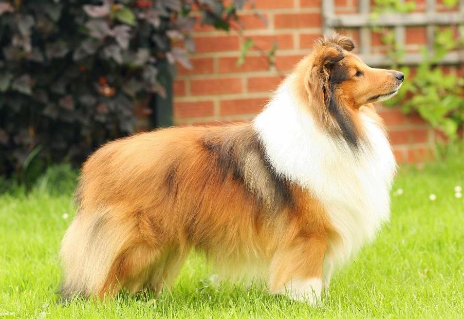 喜乐蒂真正的养法,为什么喜乐蒂是冷门狗