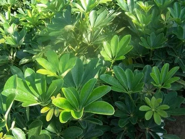 100种常见观叶植物图鉴史上最全,农村常见的100种植物