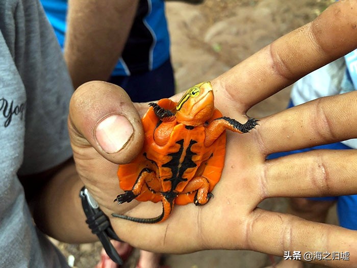 最神奇的头发图片,最美变色头发女孩照片大全