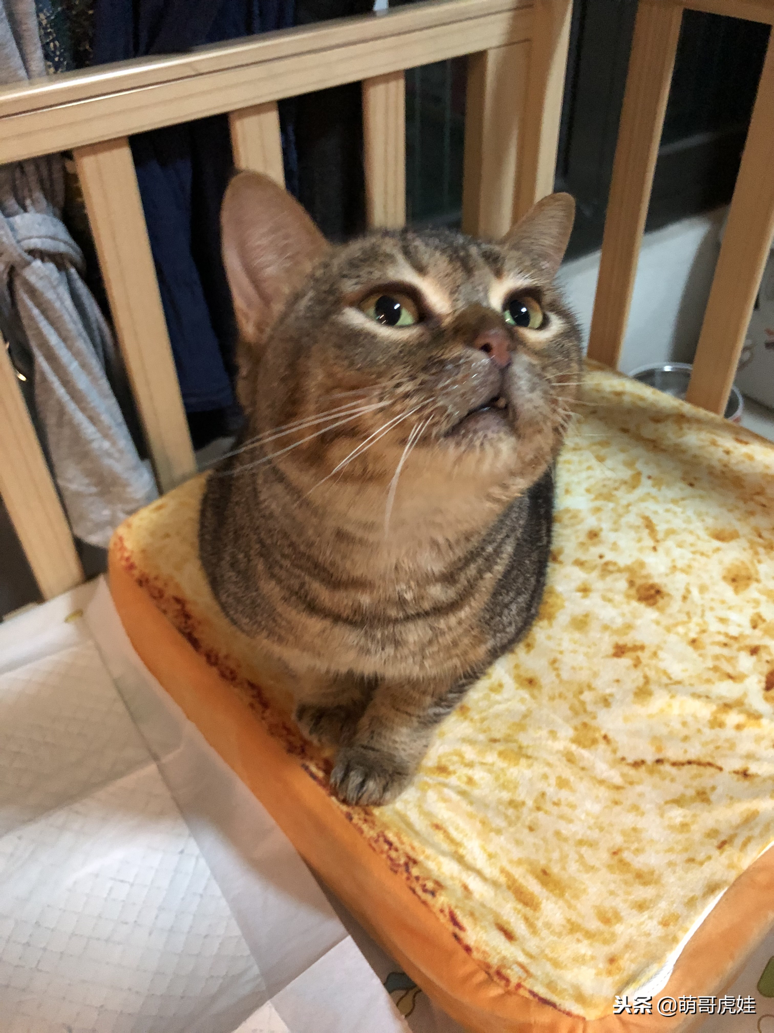 永远都长不大的小奶猫,永远长不大的茶杯小奶猫