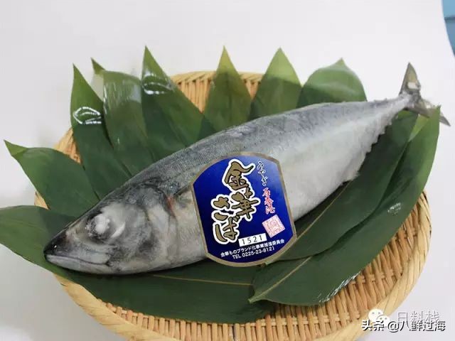 鲭鱼｜虽生犹死的那种境界……