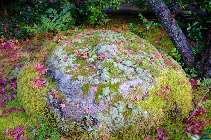 京都赏枫2022,京都赏枫必去景点有哪些好玩的